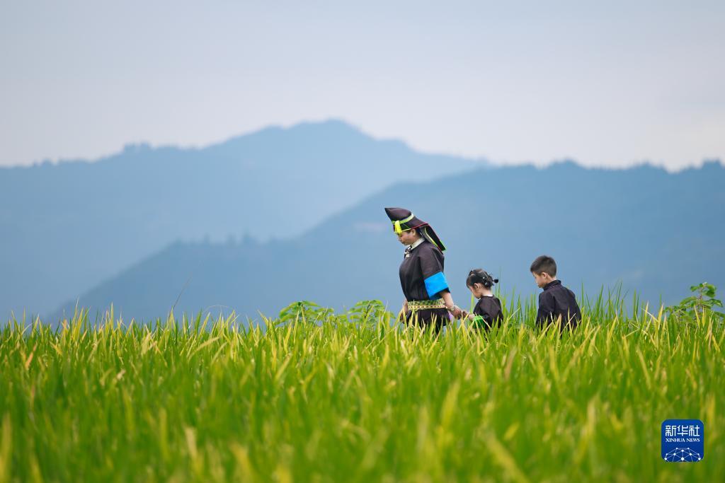 鱼丸游戏电脑版